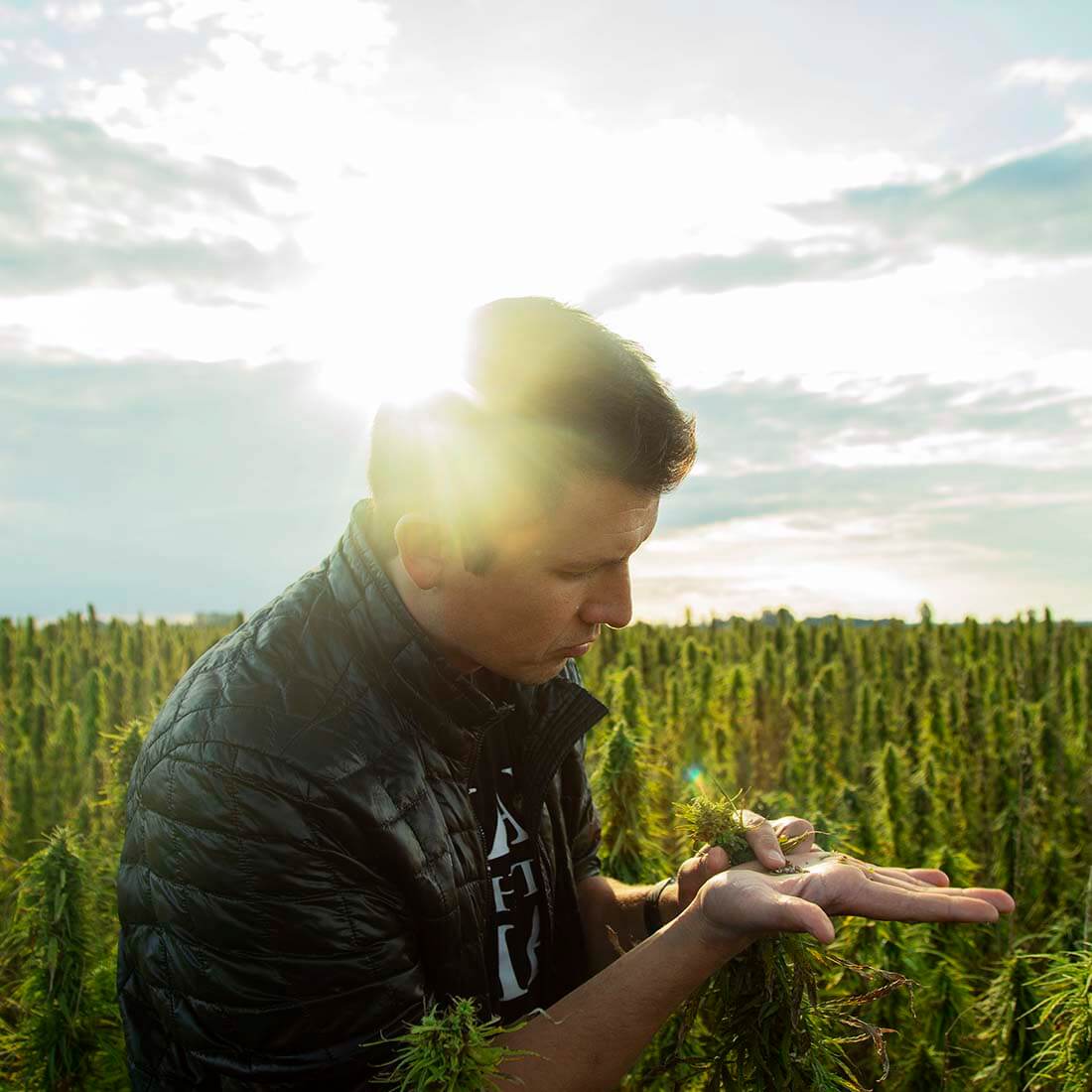 Hemp seeds